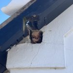 Tagrenovering i Reerslev af Byberg Byg